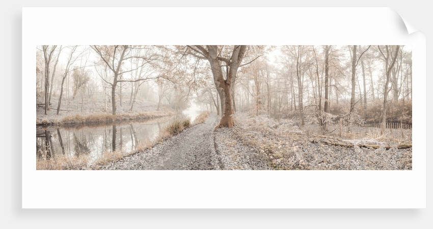 Misty forest by Assaf Frank